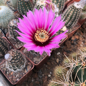 折墨虾仙人球实生