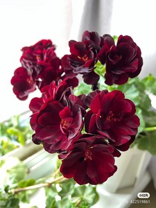 天竺葵 汤姆黑玫瑰 高级感花朵垂钓品种
