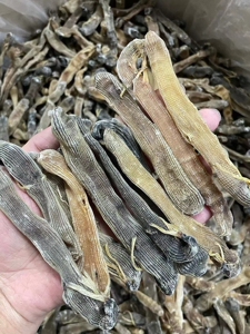 精选印尼沙虫干06480元/斤,130头左右