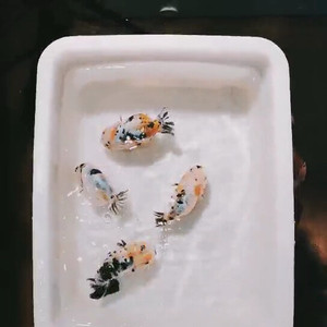 五花兰寿 水墨兰寿金鱼潘氏兰寿鱼苗精品潘氏兰寿金鱼,福州兰寿