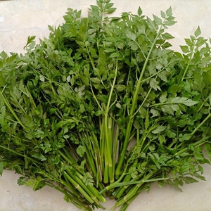 野芹菜新鲜野生安徽水芹菜小叶菜健康农家现挖野菜新鲜时令蔬菜