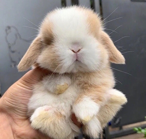 活兔子宠物兔垂耳