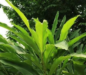 野生水果   野生姜苗果     九翅豆蔻