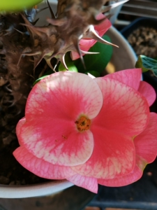 虎刺梅.粗干,大叶大花.