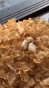 野生印尼小白花胶,今年收的最后一批,纹理细腻,功效好,口感佳