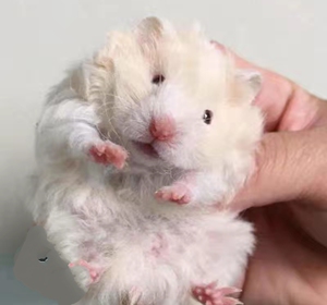 家养金丝熊包活长毛熊短毛熊活物虎纹白熊稀有品种长毛纯银