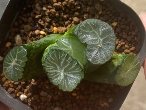 巨大化南阿星万象,实物如图所示,尺寸5厘米,有根.所见即所得