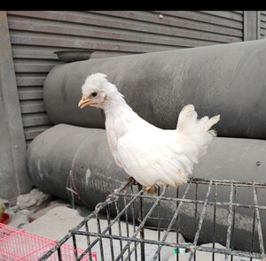 白元宝 帝王白塞拉玛观赏鸡 元宝鸡 宠物鸡 小体型袖珍鸡矮脚