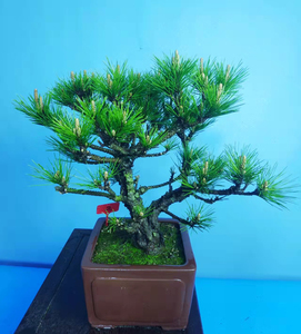 日本八房锦松盆景