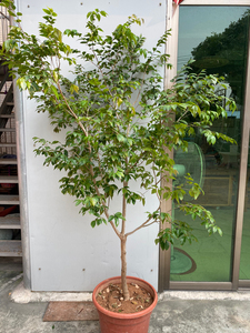 皇冠大可乐嘉宝果准结果树 巴西皇冠大可乐嘉宝果嫁接5年