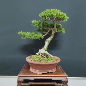 南通雀舌罗汉松盆景正宗原生