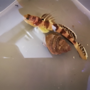 海水鱼   虾虎鱼    虾虎   ,尺寸10 ,养定稀有白