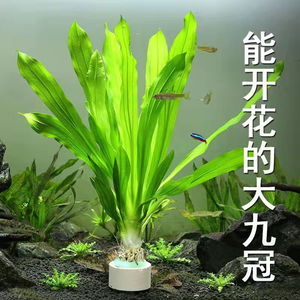 新手套餐绿菊植物活体淡水中后景大叶绿九冠水榕沉木烹洱旗舰店8