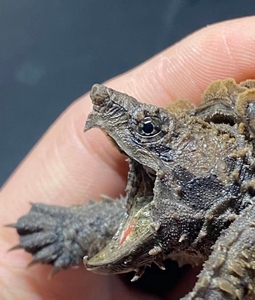 00tb876642932淘宝鳄龟活物食用鳄龟肉大鳄食用鳄龟幼苗大肉龟活物