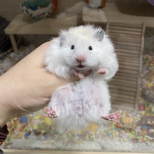 【现出】黄波利纹卷毛妹妹 金丝熊长毛