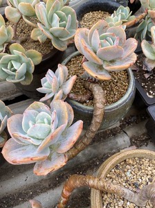 多肉植物 白凤老桩 悬崖桩 无砍头 冠幅25㎝左右 细节如图