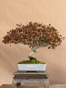 000人付款淘宝原生紫清姬 日本红枫高压苗 盆景素材盆栽漫步街头284