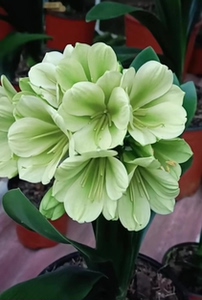 君子兰,国兰绿花,大绿花球!绿裤,叶片国兰化,有纹,宽5厘米