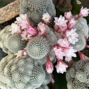粉蝶 金蝶 杏蝶 银蝶丸宝山仙人球多肉组合盆栽沟宝山属