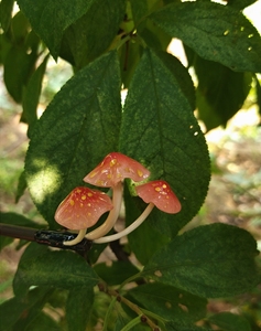 【红伞伞】热缩片发簪热缩花汉服发饰古风旗袍配饰红色小蘑菇发簪