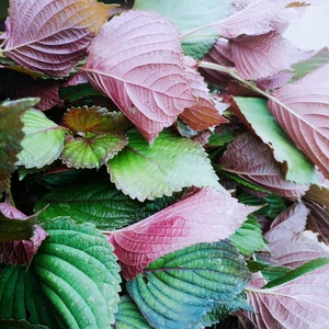 小幸运 野生的紫苏纯露 不提取精油高浓度对皮肤一定有效果的纯