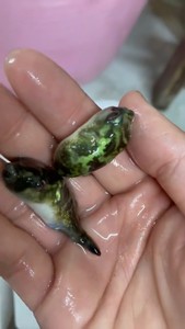 绿翡翠狗头种鱼热带鱼观赏鱼