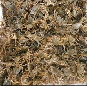 鲜活小螃蟹100只河豚狗头鱼乌龟宠物饲料活饵迷你盘锦河蟹苗包