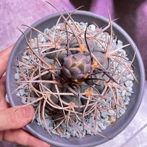 摩天龙仙人球