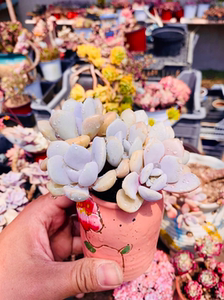 三色诺玛木质桩12厘米特价9.8元多肉植物一物一拍实物拍摄满