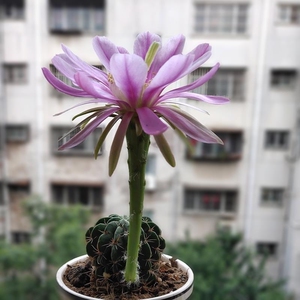 剑芒丸实生仙人球稀有开花粉花仙人掌多肉植物好养活易度夏小盆栽