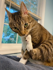 [收]收连厘局沉檀版鹅梨帐中香,宋忆,新方原版青麟髓,云间青