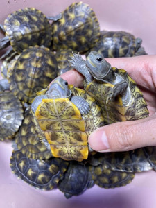 变异巴西龟 黑珍珠黑巴 黑化巴西 1-3两全品 套现打包11