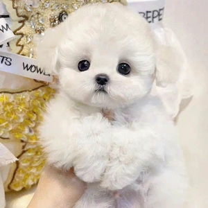 纯种比熊幼犬活体茶杯犬法国卷毛比熊犬小体泰迪小型犬白色宠物狗