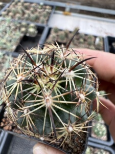 古镜丸仙人球,顶花球属(4～5cm)