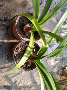 紫根兰两棵能开花种球,绿植不退不换看好下单