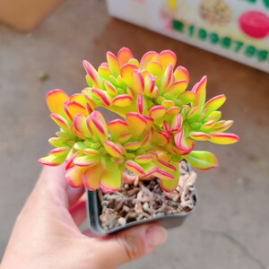 达摩宝珠缀化