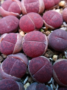 酒红紫薰生石花