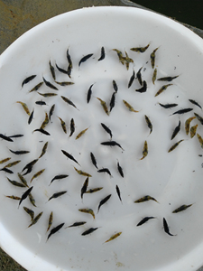 优质桂花鱼苗,鳜鱼苗,规格2-3厘米100条128块钱包邮.
