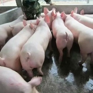小猪批发30斤小猪仔批发活体长白母猪原种活苗宠物猪活物活体