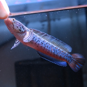 【幻红宝石雷龙鱼】幻红宝石雷龙鱼品牌,价格 - 阿里巴巴