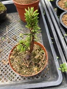 寸稍(日本八房黑松)