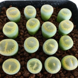 岛田green top  生石花 全窗绿紫薰 c36b