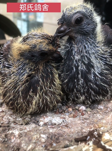 四川眉山铜麻高飞鸽子:双凤铜麻高飞血眼绿脖黑肚皮的幼鸽一对品