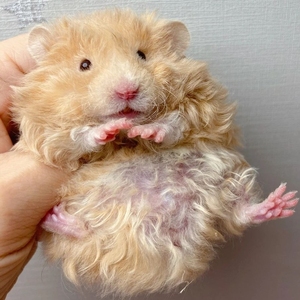 仓鼠长毛卷毛金丝熊家养高端稀有卷毛纯银面蜜波利白熊虎纹熊杂银