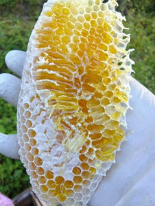 高山土蜂蜜，来自四川青川唐家河保护区的天然土蜂蜜，百花蜜，一