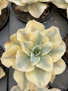 月亮河锦多肉