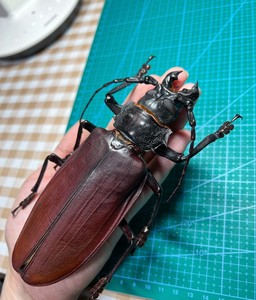 泰坦天牛,世界上最大甲虫及昆虫.超大个体一旦出现,即会被全世