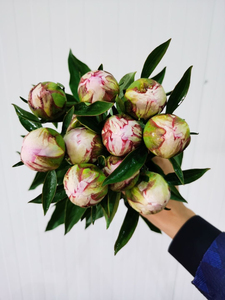 衣道嘉淘宝莎拉伯恩哈特(sarah bernhardt) 粉色 进口牡丹芍药红色