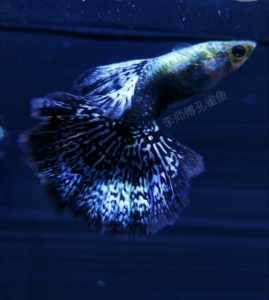 蓝龙孔雀鱼,泰国原线进口,品质非常好,尾巴开角非常大,纹理清