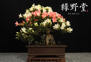 日本皋月杜鹃 品种 新日光(抱石)(高45 冠幅50 )